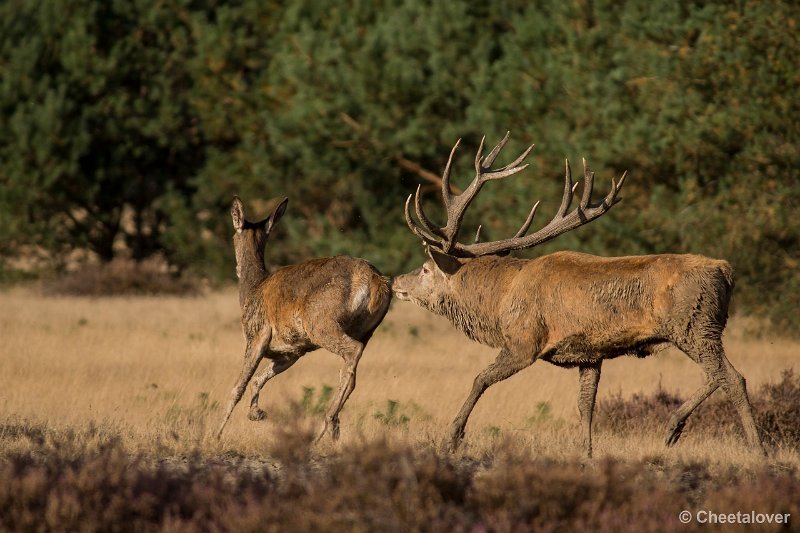 _DSC0580.JPG - Park de Hoge Veluwe