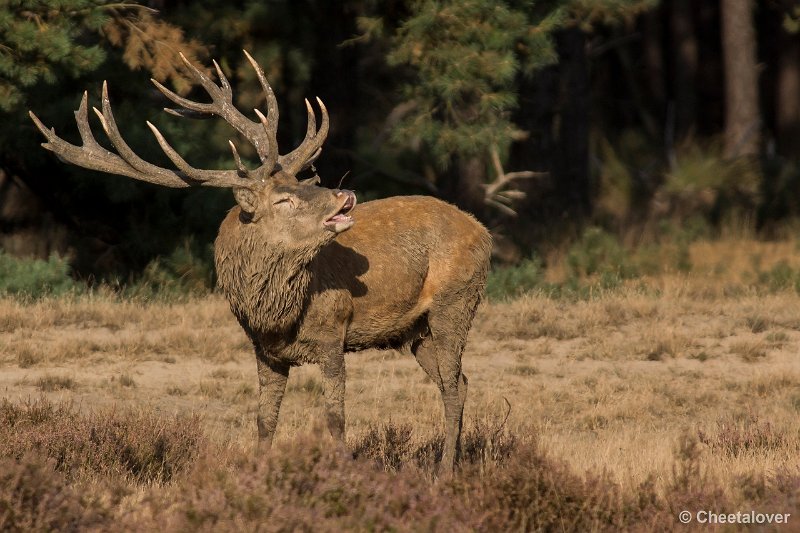 _DSC0661.JPG - Park de Hoge Veluwe
