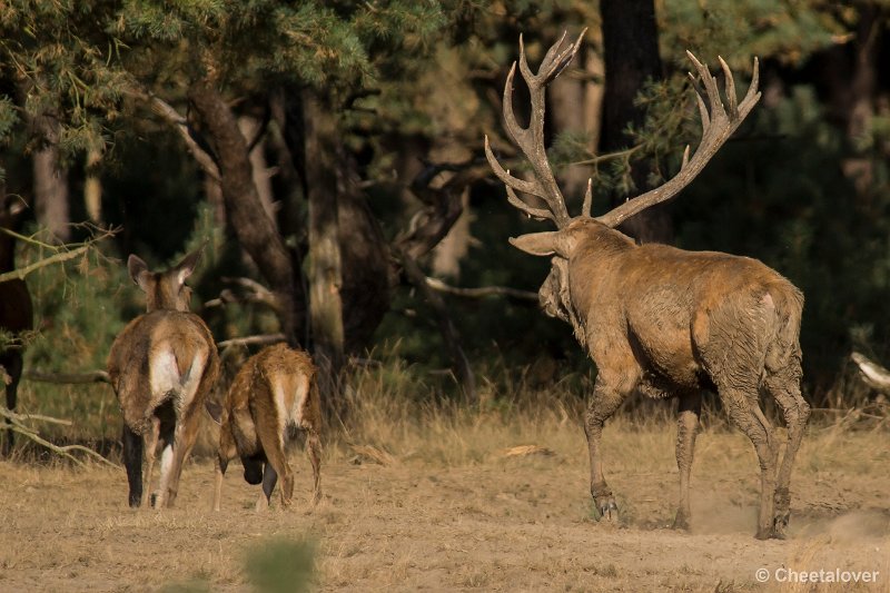 _DSC0680.JPG - Park de Hoge Veluwe