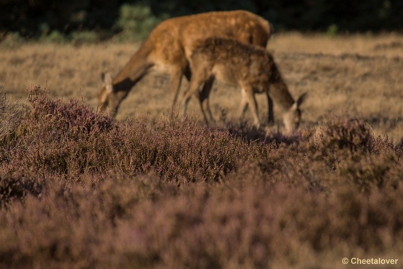 _DSC0821.JPG - Park de Hoge Veluwe