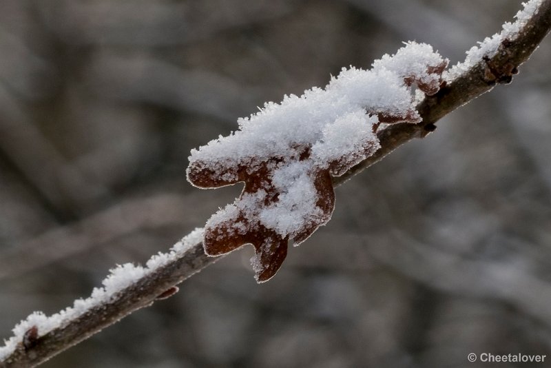 P1320756.JPG - 2017-01-15 Snertwandeling
