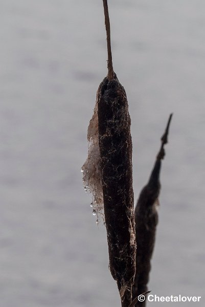 P1320804.JPG - 2017-01-15 Snertwandeling