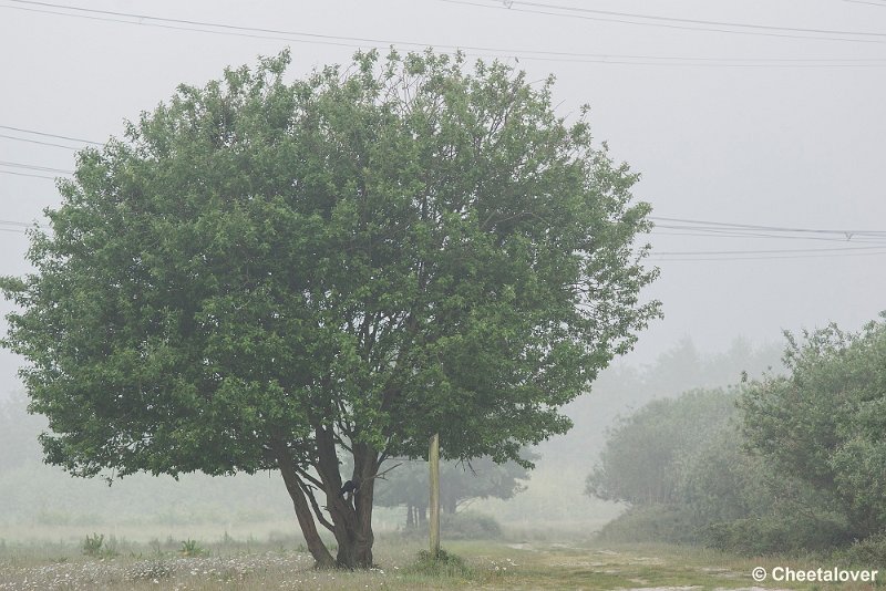 _DSC0013.JPG - 2017-05-25 Huis ter Heide