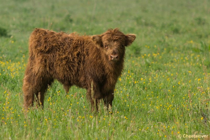 _DSC0084.JPG - 2017-05-25 Huis ter Heide