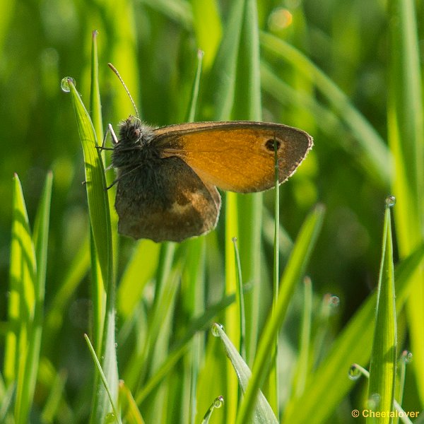 _DSC0246.JPG - 2017-05-25 Huis ter Heide