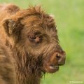_DSC0134