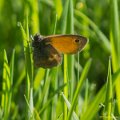 _DSC0246