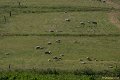 _DSC0423