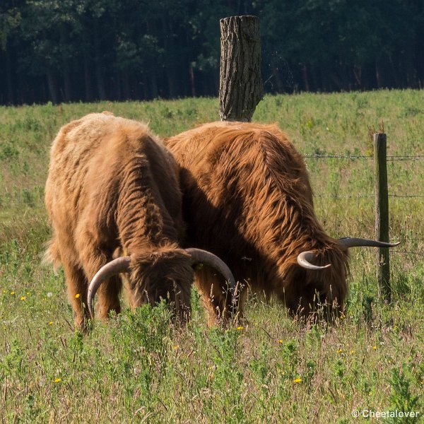 P1340222.JPG - 2017-06-11 Landgoed Huis ter Heide