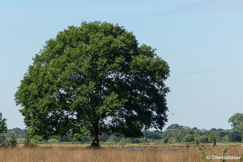 P1340246.JPG - 2017-06-11 Landgoed Huis ter Heide