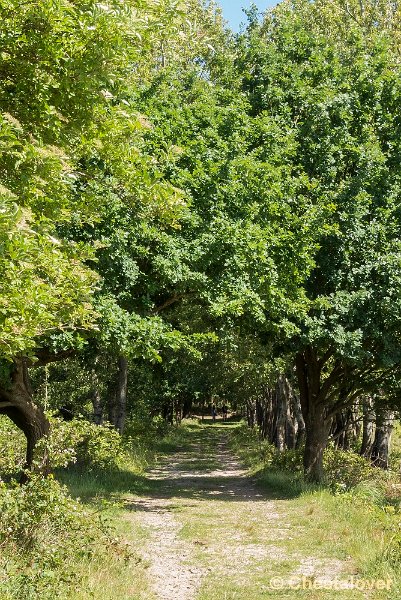 P1340270.JPG - 2017-06-11 Landgoed Huis ter Heide