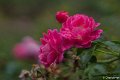 _DSC0001
