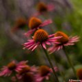 _DSC0024