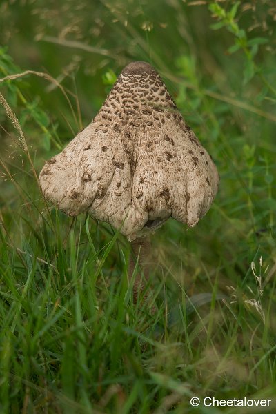 _DSC0037.JPG - Huis ter Heide