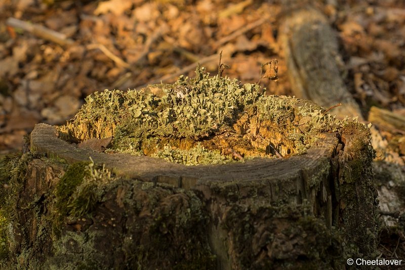 _DSC0118.JPG - Huis ter Heide