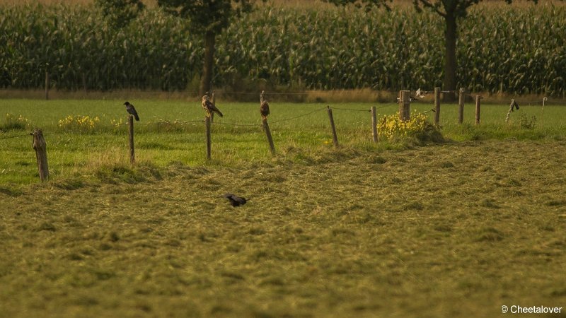 _DSC0165.JPG - Huis ter Heide