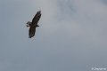 _DSC0050