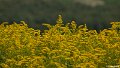 _DSC0071