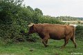 _DSC0096