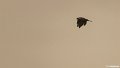 _DSC0175