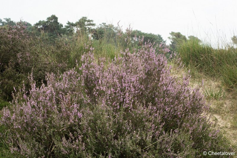 _DSC0003.JPG - Huis ter Heide