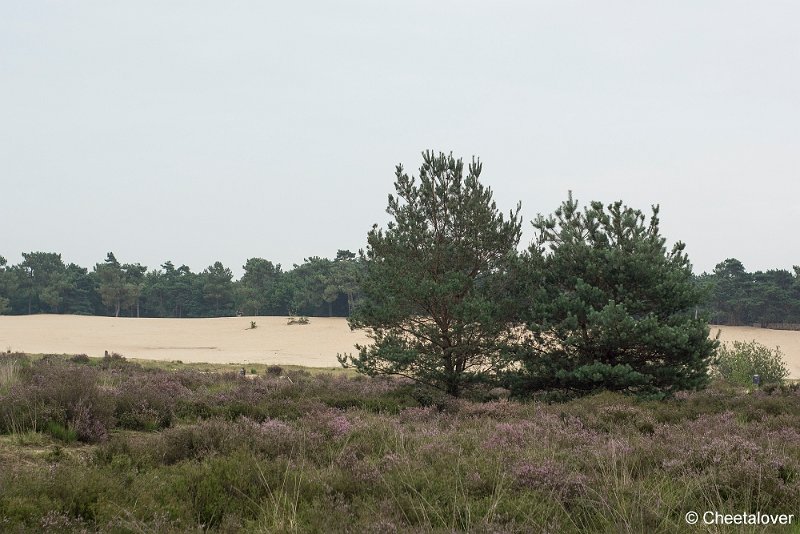 _DSC0012.JPG - Huis ter Heide