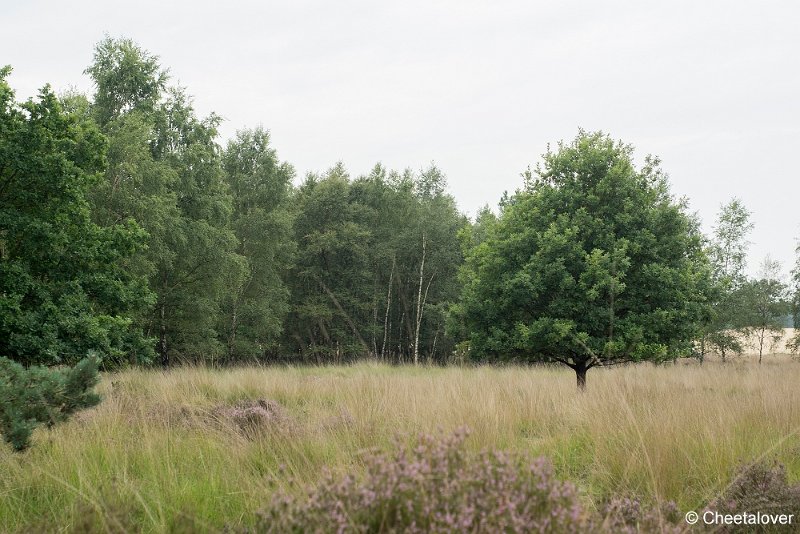 _DSC0022.JPG - Huis ter Heide