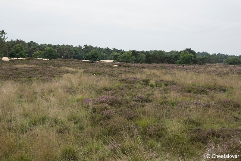 _DSC0060.JPG - Huis ter Heide