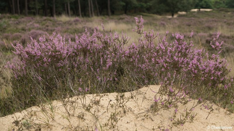 _DSC0062.JPG - Huis ter Heide