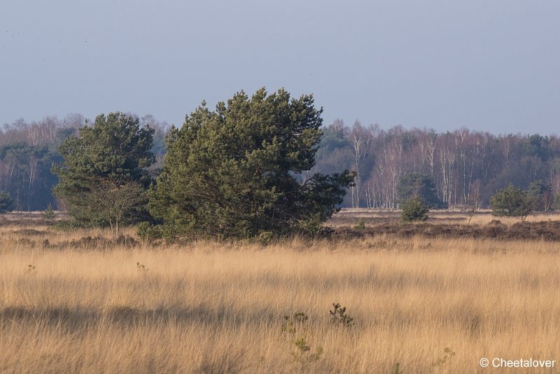 _DSC0012.JPG - Regte Heide