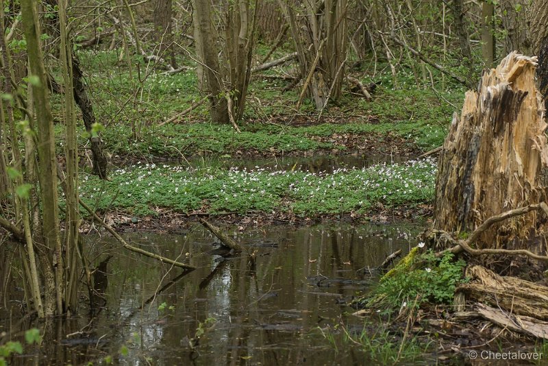_DSC0143.JPG - Natuurgebied De Brand