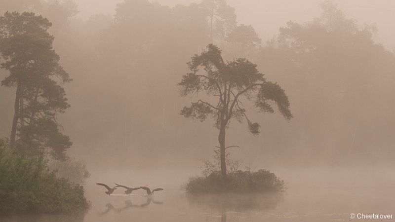 _DSC0049.JPG - Zonsopkomst, Oisterwijkse Vennen en Plassen.Voorste Goorven