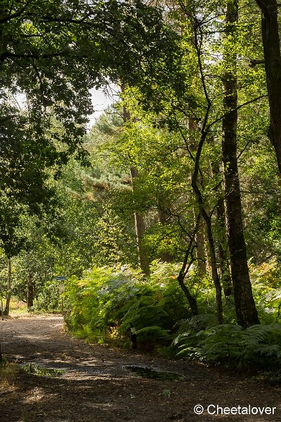 _DSC0001.JPG - Kampina