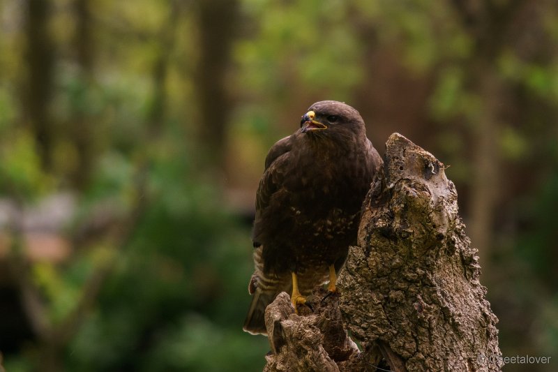 DSC00792.JPG - Buizerd