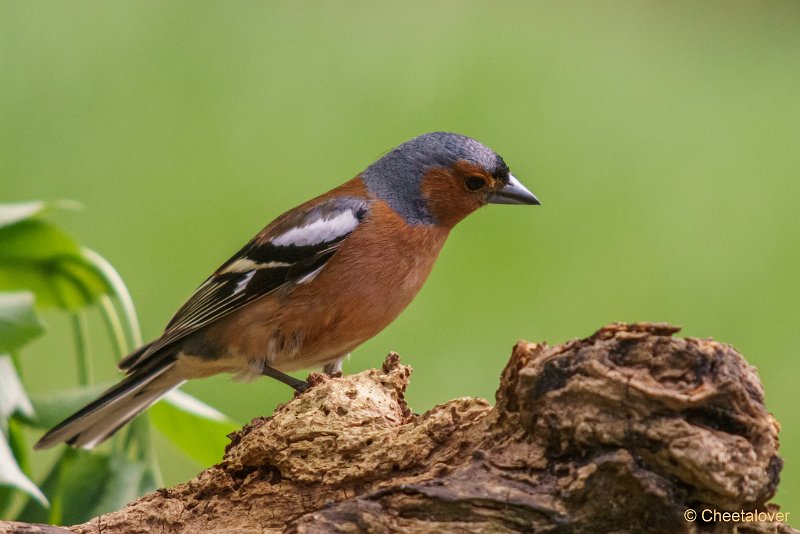 DSC00979.JPG - Vink