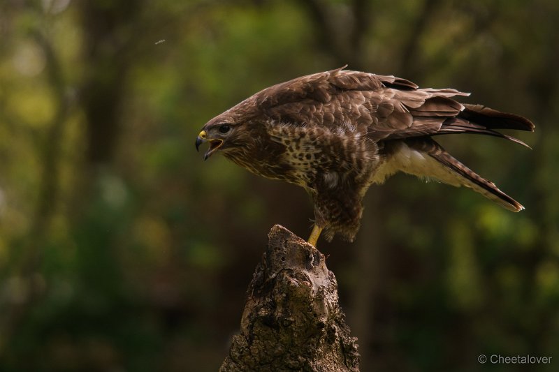 DSC01094.JPG - Buizerd