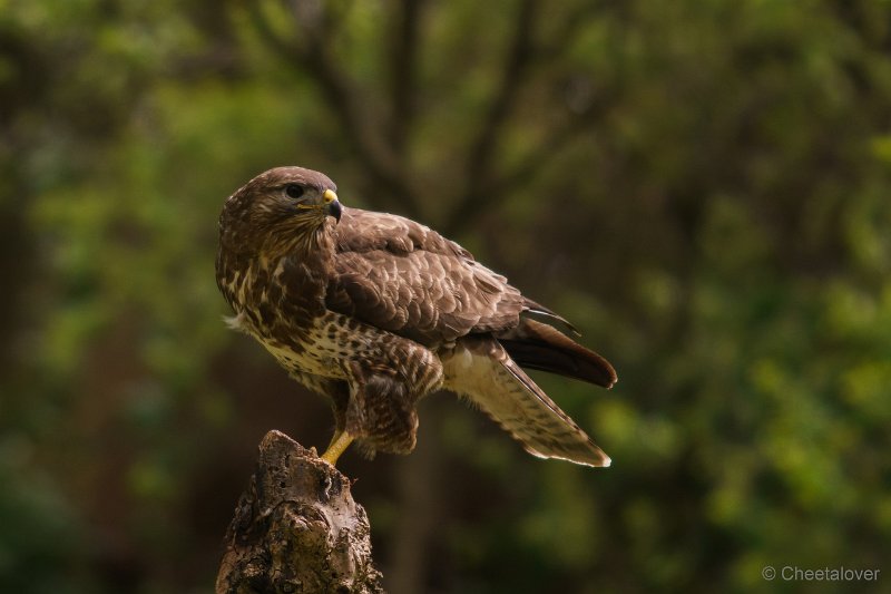 DSC01122.JPG - Buizerd