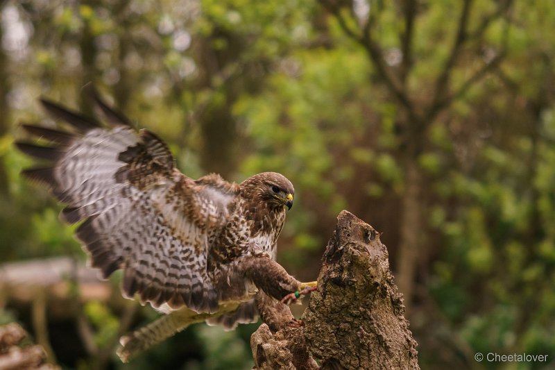 DSC01203.JPG - Buizerd