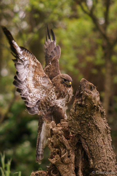 DSC01204.JPG - Buizerd