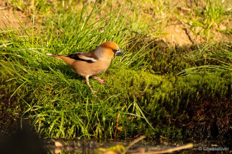 P1080045.JPG - Appelvink