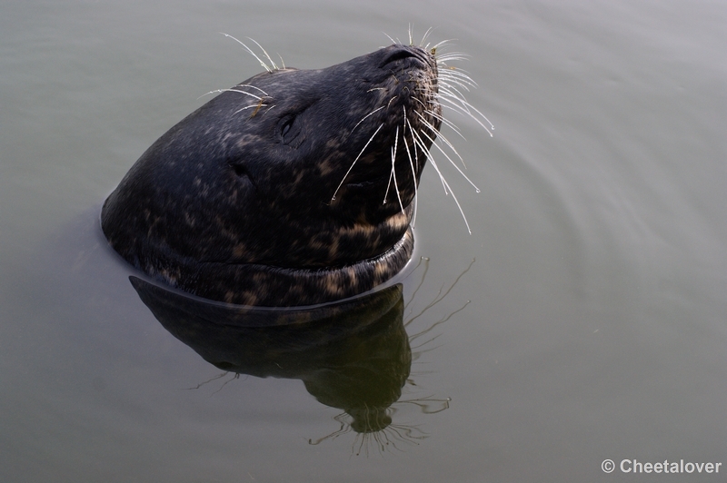 DSC00493.JPG - Zeehond