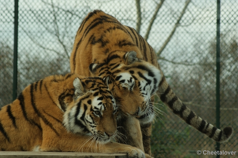 DSC00646.JPG - Siberische Tijger
