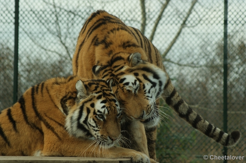 DSC00646.JPG - Siberische Tijger