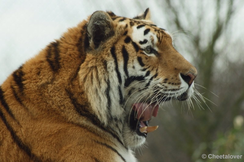 DSC00754.JPG - Siberische Tijger