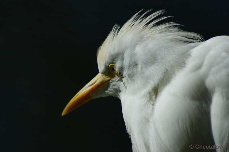 _DSC00001.JPG - Koereiger