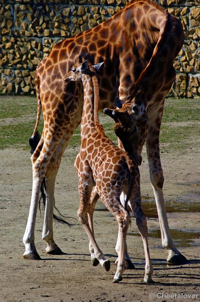 _DSC00002.JPG - giraffe (Mukiri)