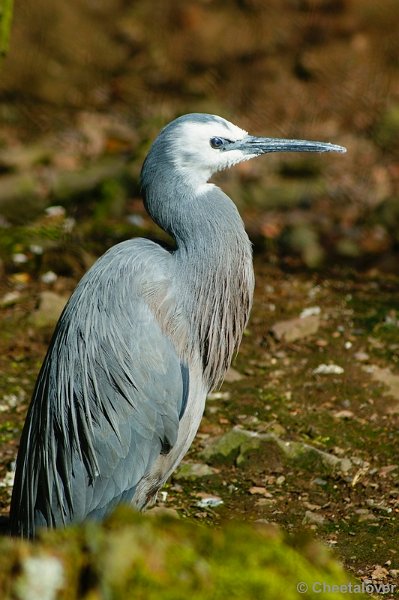 _DSC00003.JPG - Reiger