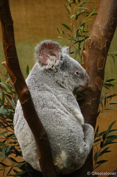 _DSC00005.JPG - Koalabeer