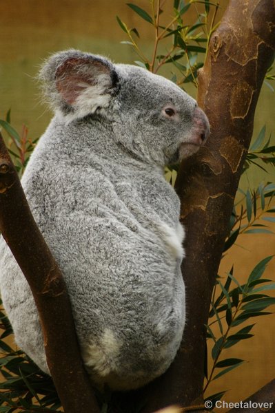 _DSC00006.JPG - Koalabeer