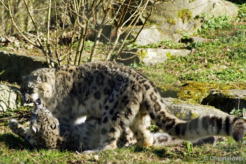 _DSC00013.JPG - Sneeuwpanter (Laila en kedar)